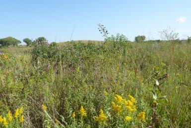 Spring Creek Prairie August 2021